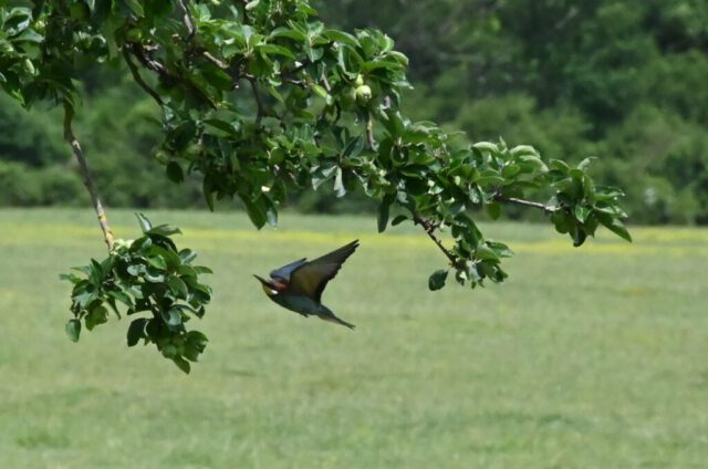 Bienenfresser Bienenfresser