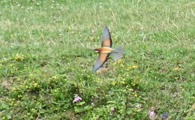 Bienenfresser Bienenfresser