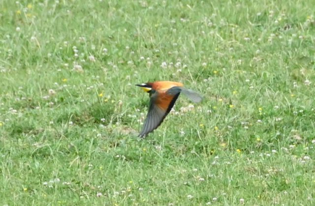 Bienenfresser Bienenfresser
